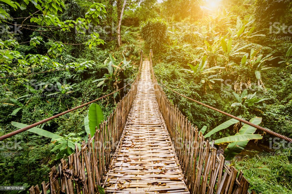 pont dans la jungle